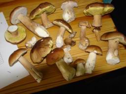 Resize of DSC00936.JPG